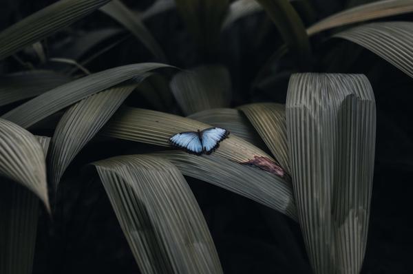 a blue butterfly sitting on top of a leaf